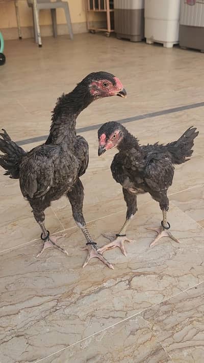 SWING NECK O SHAMO PATTAI