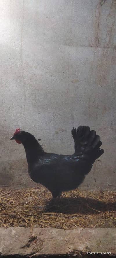 golden mesri murgi , fully vacation, active piece