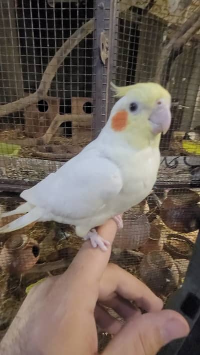 Fully Tame red eye Cockatiel