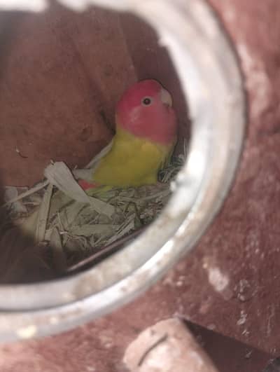 breeder pair available hy