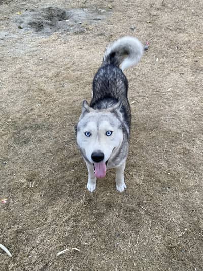 Husky dog for sell