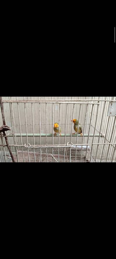Golden Lotino & Star Finches