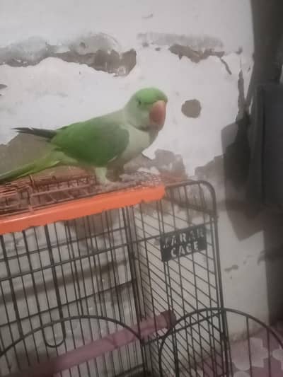 Kashmiri raw Perot VIP tokige03162486533