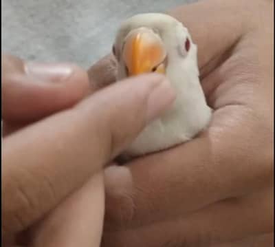 Albino Love Bird (Zero Bite)