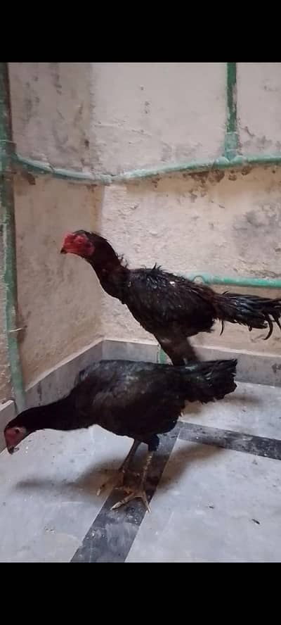 Thai Eggs + Thai pair