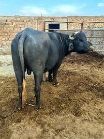 Katta /male buffaloe For Sale