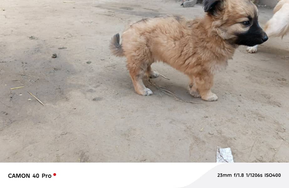 is ki age 2 mah hai 0