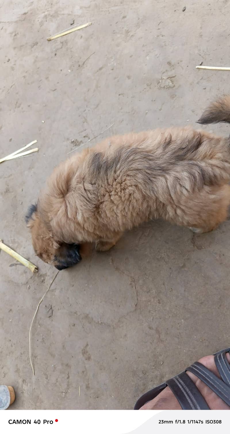 is ki age 2 mah hai 2