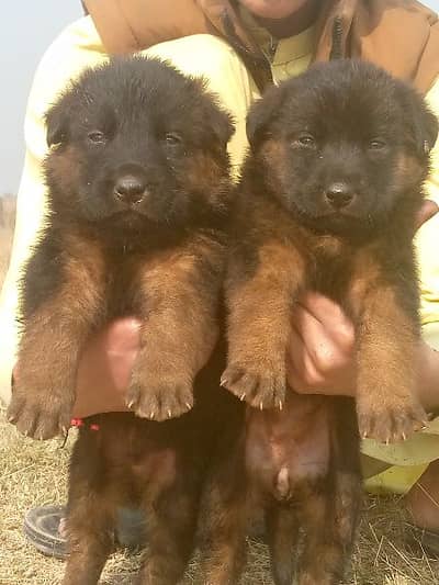 German shepherd long cout mail 2 mhant for sale active healthy