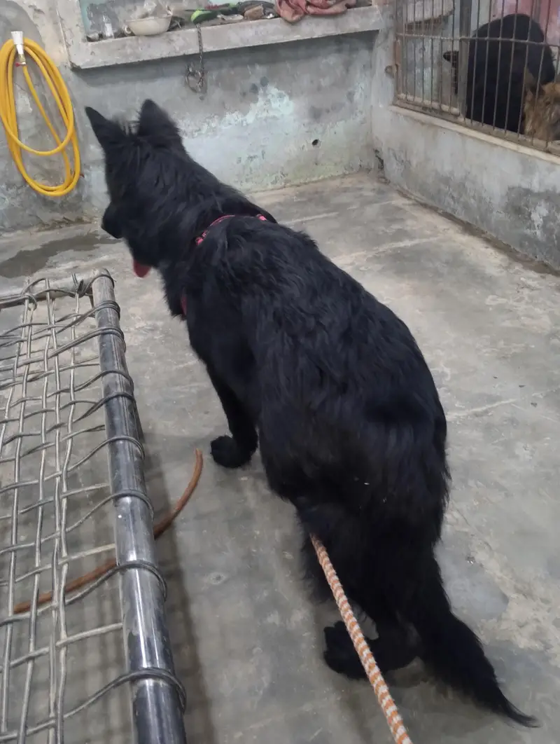 German shepherds show Quality — photo 3