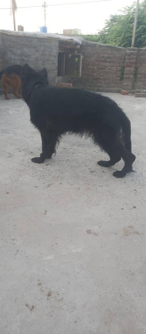 German shepherds show Quality 3