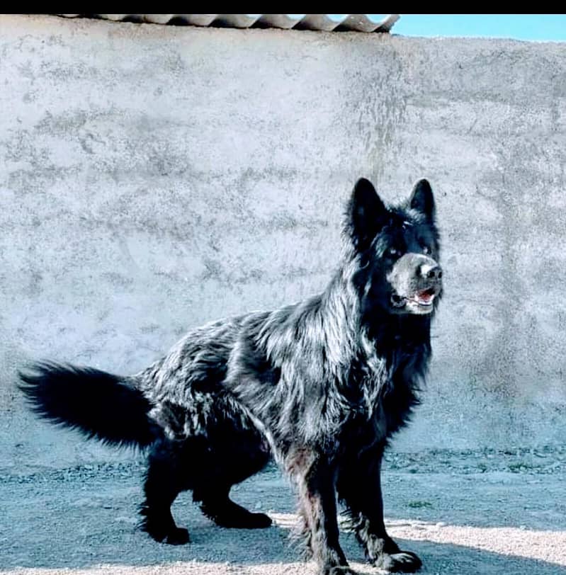 German shepherds show Quality 4