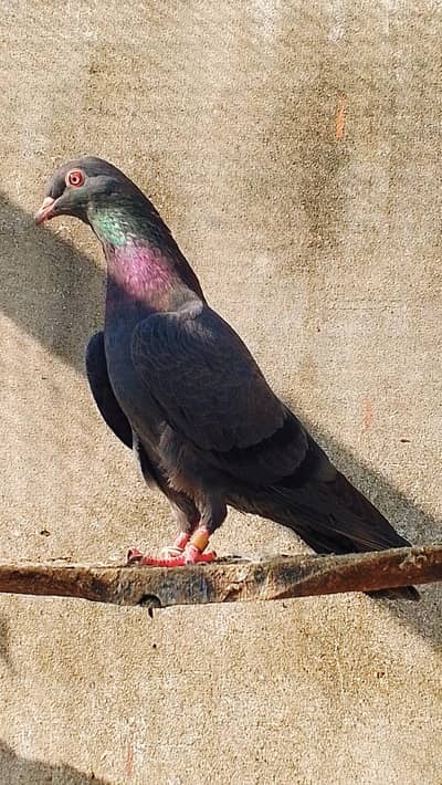 NEELI KAMGHAR BREEDER FEMALE 