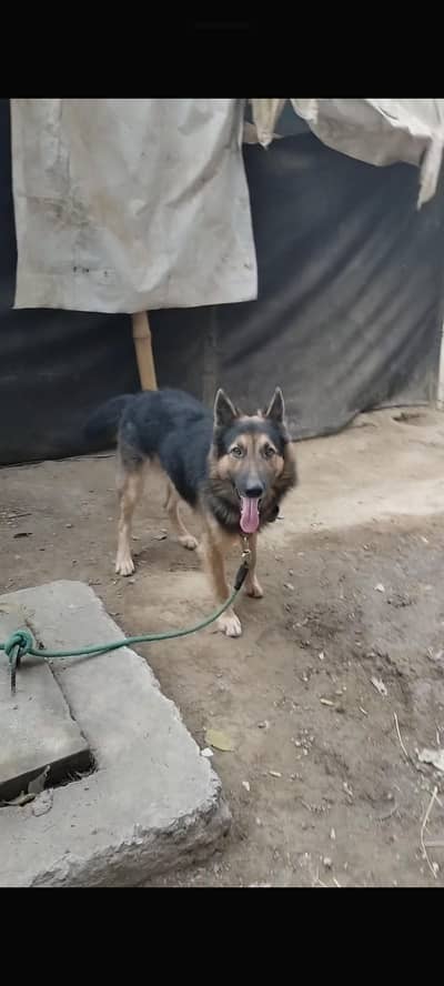 Orignal Germen shepred