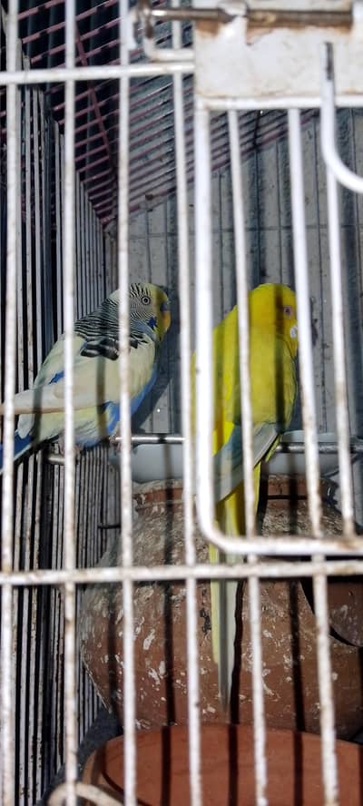 parrot with Cage 2200 home breeder pairs