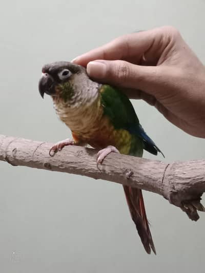 Green Conure Red Factor For Sale