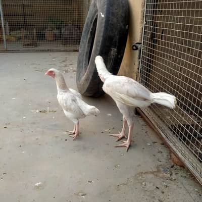 Heera pair for sale