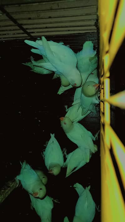 Albino Red eyes  (quantity available)