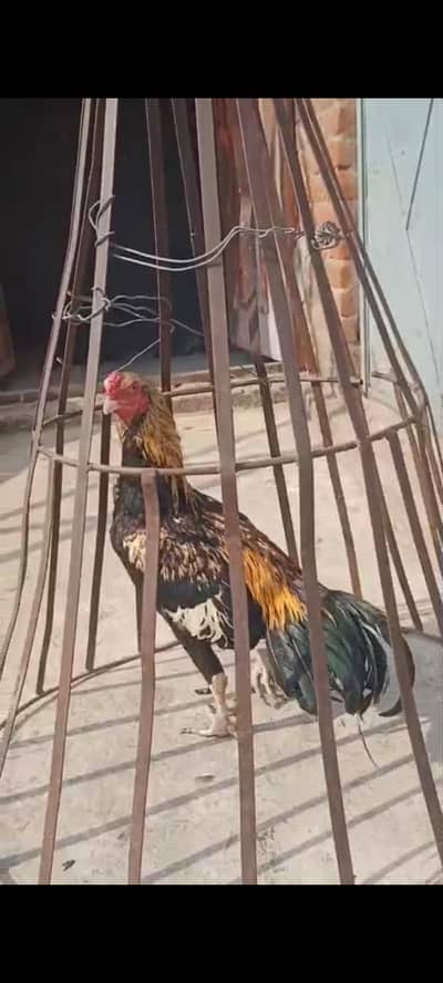 Minawali aseel Home breed for sale 03406251311 wathsapp number