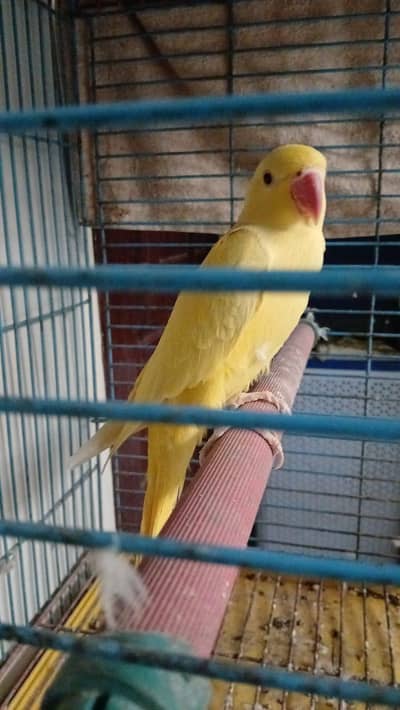 Yellow Ring Neck for sale 65k