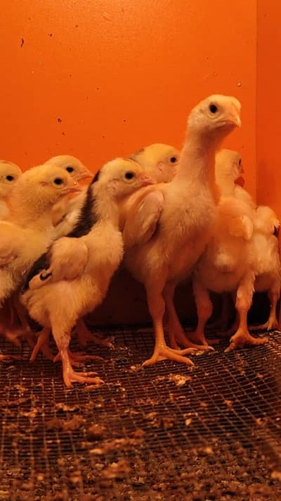 White O shamo chicks best quality