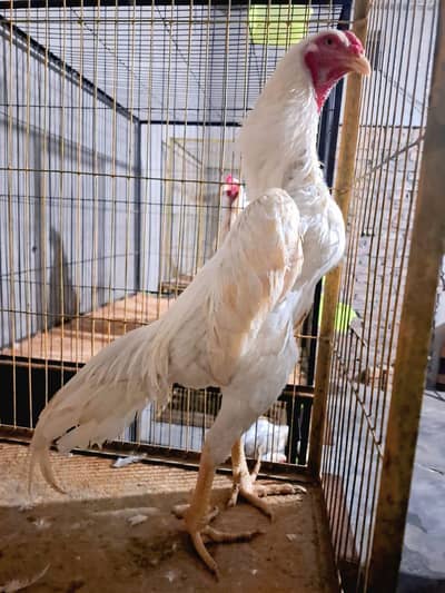 Whitel O Shamo Chick's Available Per Chick's Rs. 5000