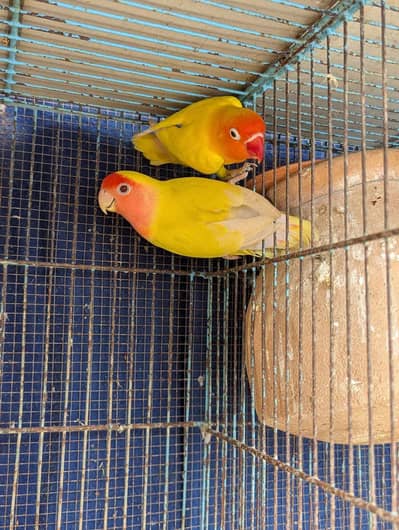 Breeder Pair 12 month age completed