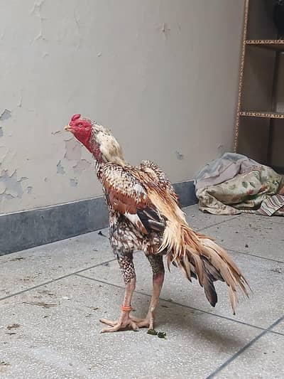 boht mazboot murga h or boht axha bi