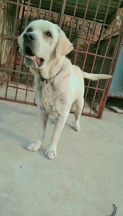 Labrador Male