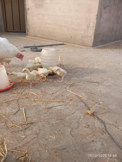 White eye  Heera Aseel | Chicks | Egg | Old Blood Line