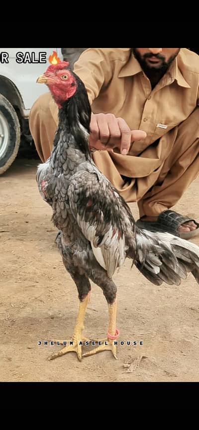 Mashallah High Quality Aseel  Murgy