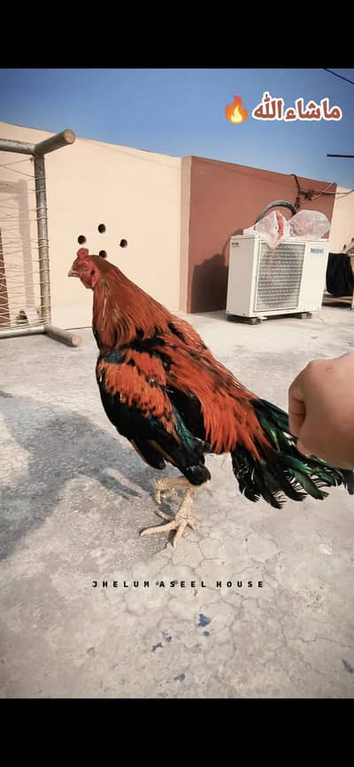 Mashallah High Quality Aseel  Murgy