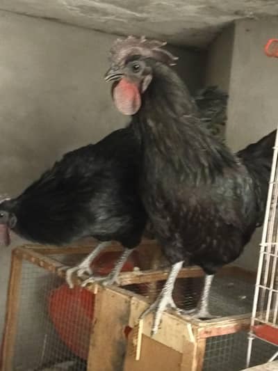 ayam cemani & golden buff