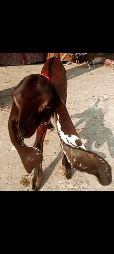 nagraa betal female A puls quality