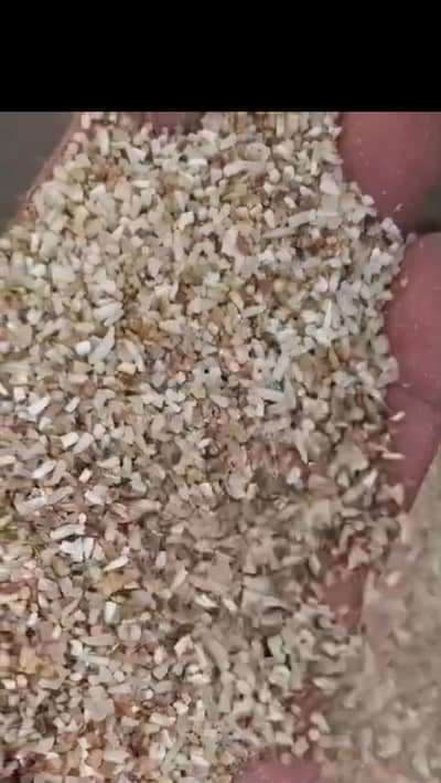 1121 Steam Naku goli