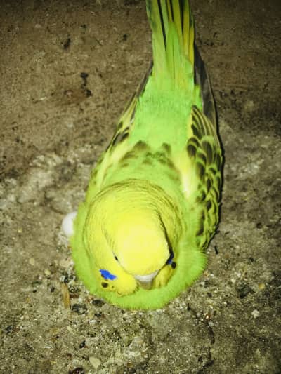 Under size budgie pair good size 100% breeder pair