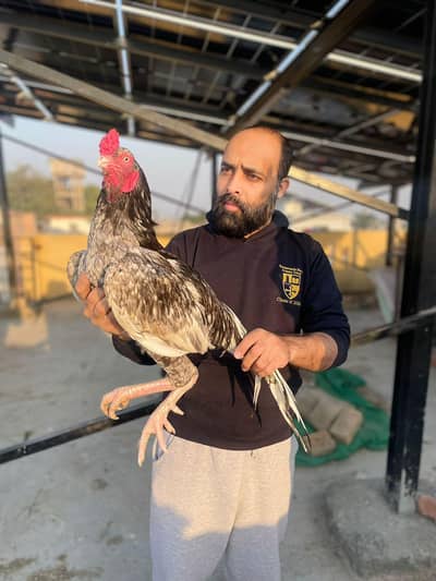 peela mushaka sawa hera lakha. . 03145171727