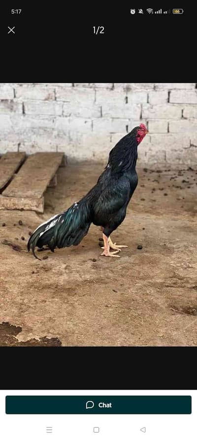 Rajput Bio