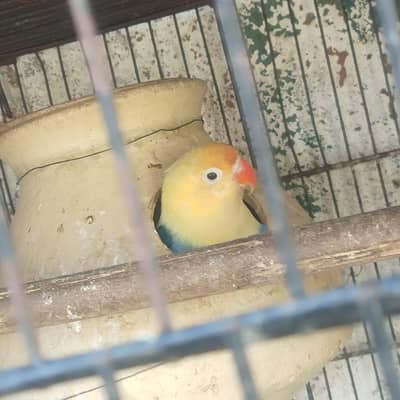 All Types of Birds available