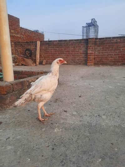 Aseels birds vip quality