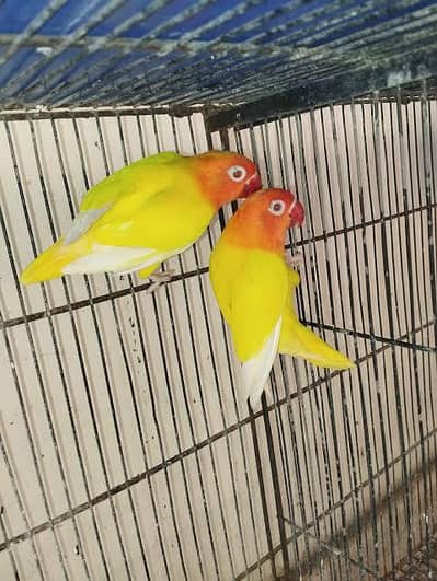 love Birds