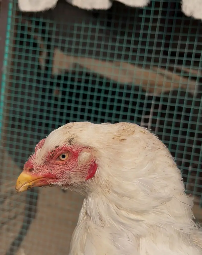 Top quality Pure Aseel heera breed — photo 7