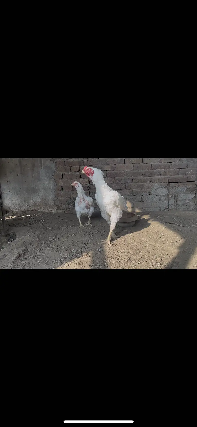 Top quality Pure Aseel heera breed — photo 10