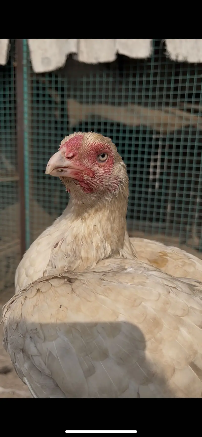 Top quality Pure Aseel heera breed — photo 3