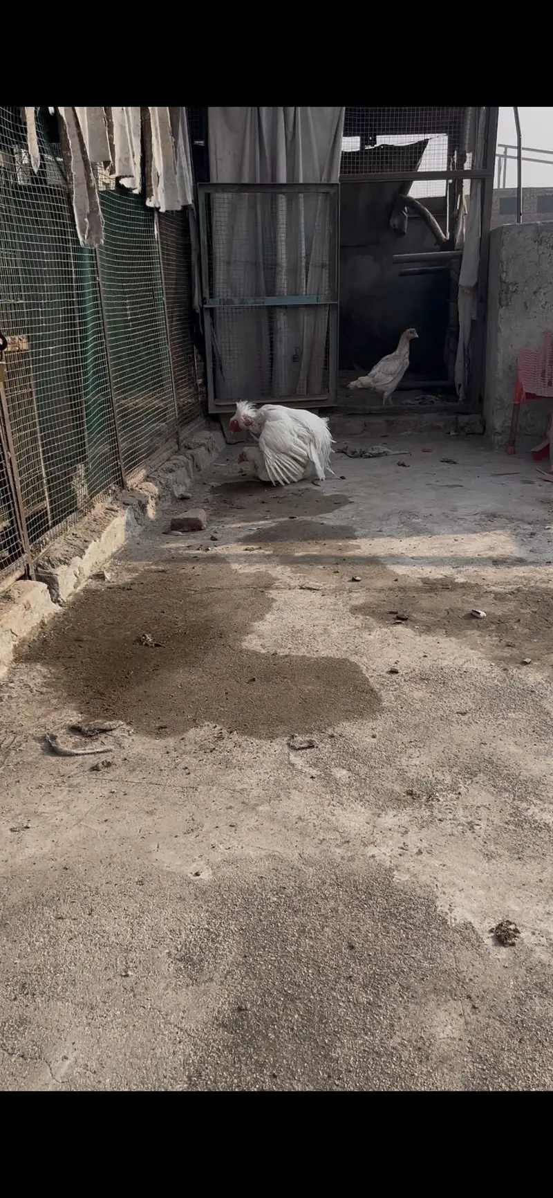 Top quality Pure Aseel heera breed — photo 8