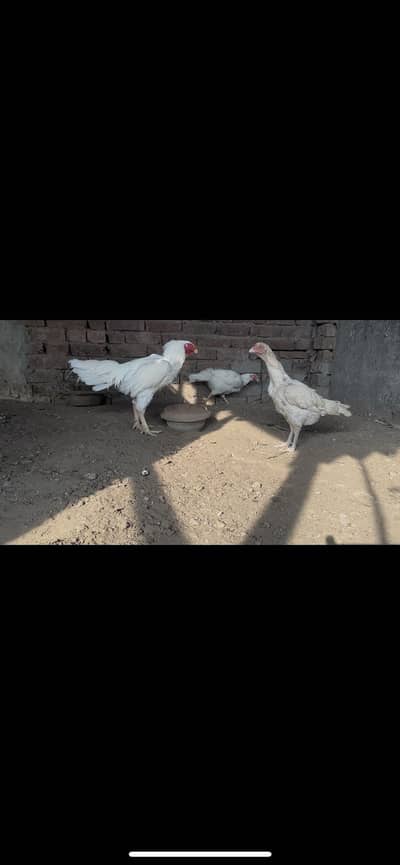Top quality Pure Aseel heera breed