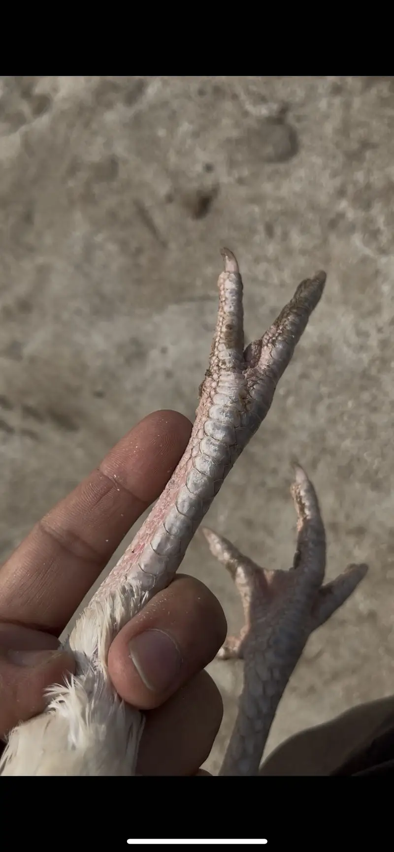 Top quality Pure Aseel heera breed — photo 12