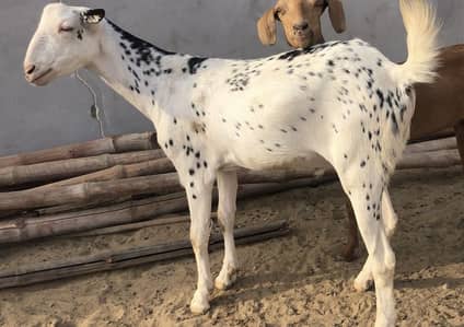 AL ELAHI GOAT FARM