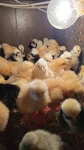 goldan buff and polish chick's available