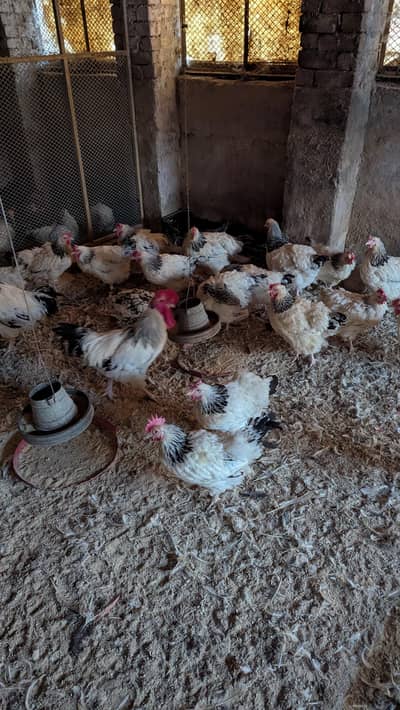 light Sussex for sale